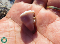 Conus lividus