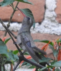 Phaeoptila sordida
