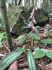 Cremastra appendiculata