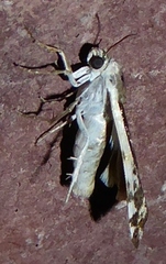Tarache augustipennis