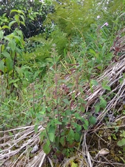 Scutellaria seleriana