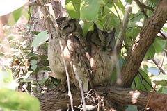 Otus bakkamoena