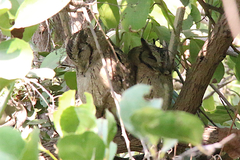 Otus bakkamoena