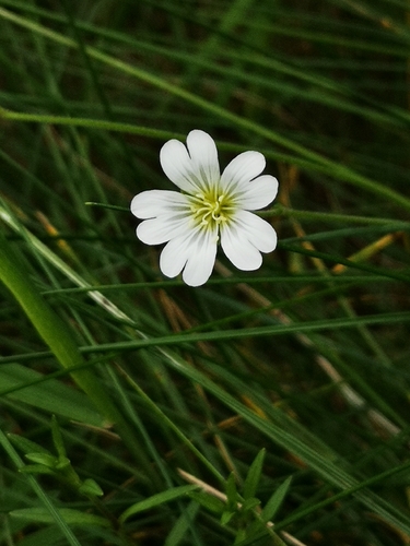Dirvinė glažutė