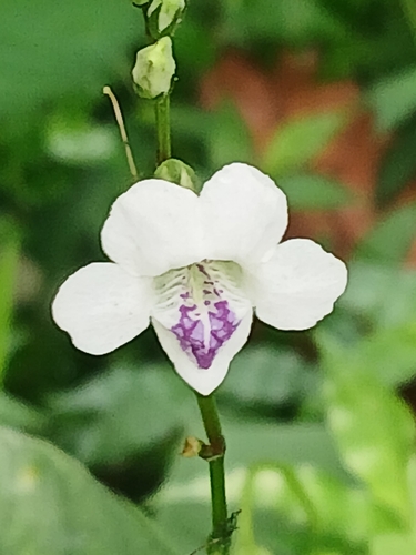 African Coromandel