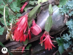 Rhipsalidopsis gaertneri