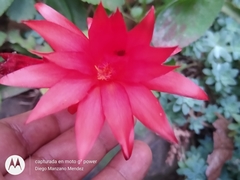 Rhipsalidopsis gaertneri