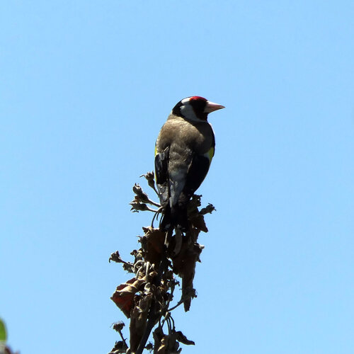 European Goldfinch