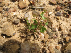 Hydrocotyle callicarpa