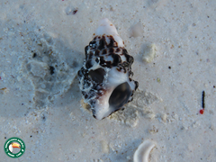 Semiricinula konkanensis