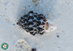 Semiricinula konkanensis