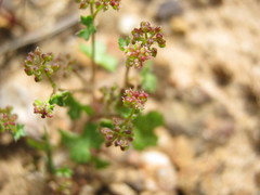 Hydrocotyle callicarpa