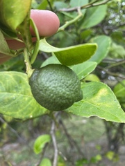 Citrus × latifolia
