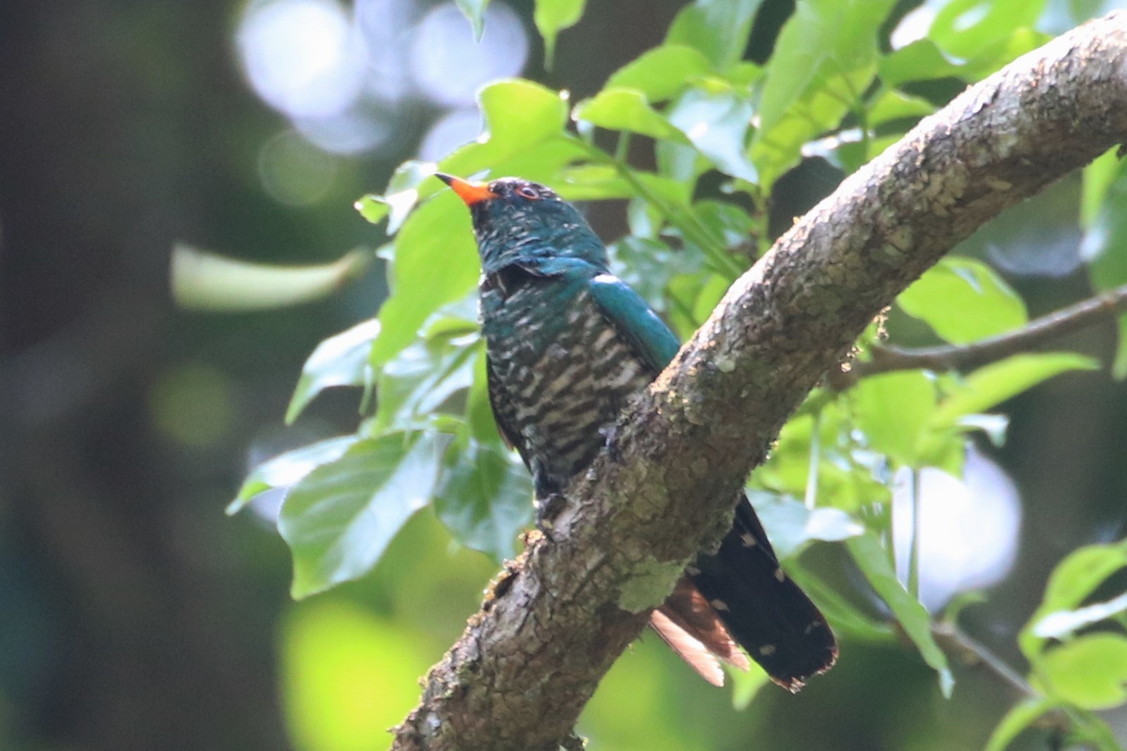 Asian Emerald Cuckoo