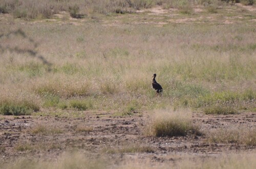 iNaturalist image