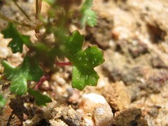 Hydrocotyle callicarpa