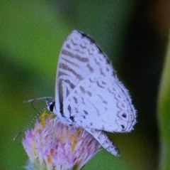 Leptotes cassius