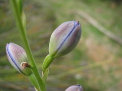 Thelymitra grandiflora