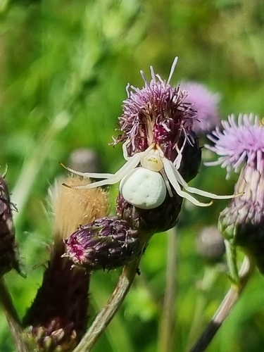 Goldenrod Crab Spider