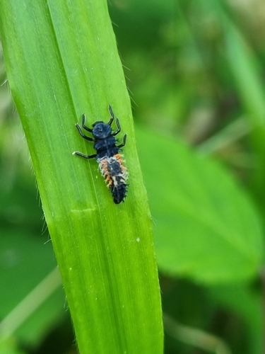 Asian Lady Beetle