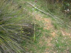 Thelymitra grandiflora