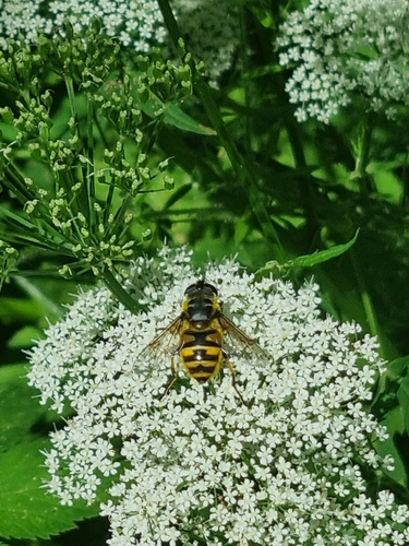 Yellow-haired Sun Fly