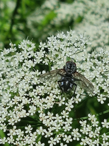 Dinera ferina