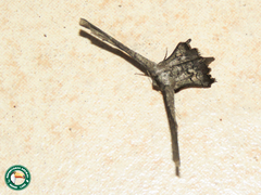 Sesquialtera ridicula