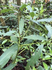 Machilus zuihoensis mushaensis