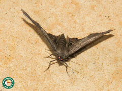 Sesquialtera ridicula