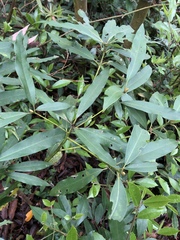 Machilus zuihoensis mushaensis