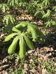 Podophyllum peltatum