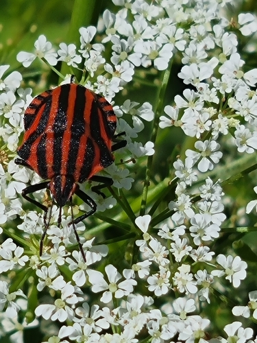 Continental Striped Shield Bug