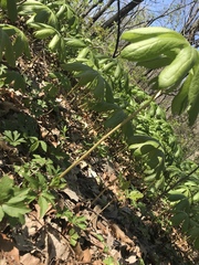 Podophyllum peltatum