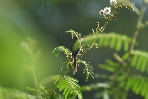 Prinia polychroa, 2026-06-12