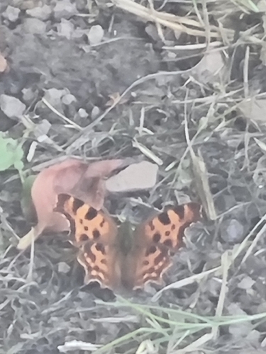 European Comma