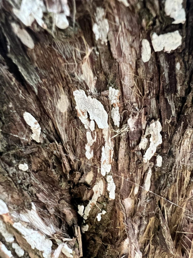 Dendrothele nivosa · June 2026 · photo: Photo: (c) Deana Tempest Thomas, some rights reserved (CC BY) · iNaturalist