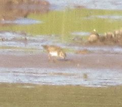 Charadrius semipalmatus