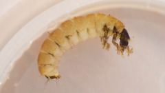 Glossosoma