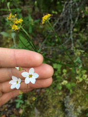 Lithophragma cymbalaria