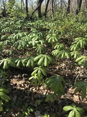 Podophyllum peltatum