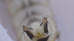 Glossosoma
