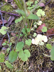 Lithophragma cymbalaria