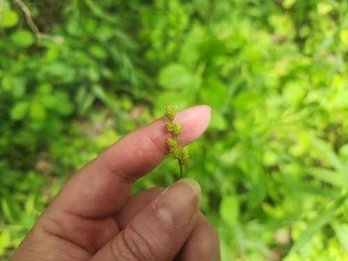 Carex normalis, photograph 5