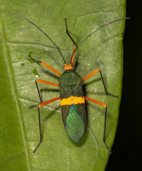 Paryphes blandus