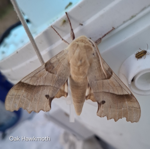 Oak Hawkmoth