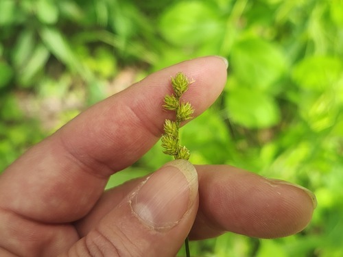 Carex normalis, photograph 4