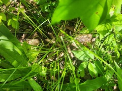 Carex normalis, photograph (c) Summit Metro Parks, some rights reserved (CC BY)
