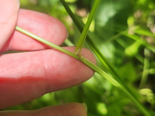 Carex normalis, photograph 3