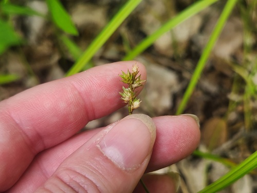 Carex normalis